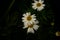 wildflowers, daisies on a dark background, insect