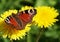 Wildflowers Dandelions