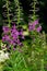 Wildflowers, delicate lilac flowers of fireweed on the side of the road