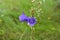 Wildflowers. Delicate purple bell on a green background. purple wildflower  bell flower