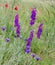 Wildflowers delphinium in spring steppe