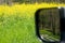 Wildflowers and dirt road/mirror