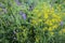 Wildflowers of Europe. Honey yellow and blue meadows of Ukraine