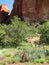 Wildflowers with fence and red rock