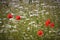 Wildflowers in a field