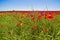 Wildflowers field