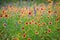 Wildflowers field with Indian Blankets