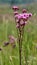 Wildflowers in a field in South Africa