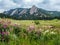 Wildflowers and Flatiron Mountain Vista in Boulder. Colorado