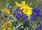 Wildflowers flower blue lupine arnica wild flowers