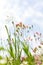 Wildflowers on a flower field, natural habitat for wildlife animals