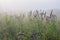 Wildflowers on a foggy morning. Blooming plume thistles (Cirsium).