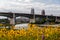 Wildflowers Framing the Lorain-Carnegie Bridge - Ohio Route 10 - Cuyahoga River - Downtown Cleveland, Ohio