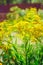 Wildflowers. giant goldenrod