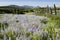 Wildflowers in Glacier National Park