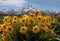 Wildflowers at the Grand Tetons