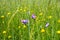 Wildflowers in the grass field.