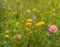 Wildflowers in the grass. The yellow dandelion flowers grow next to the field clover. Forbs.