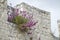 Wildflowers grow from cracks in  walls