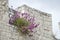 Wildflowers grow from cracks in  walls