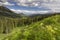 Wildflowers growing on a hillside in Crested Butte Colorado