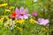 Wildflowers growing in a meadow