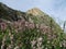 Wildflowers growing on Mount Sulaiman-Too in Osh city