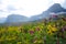 Wildflowers Growing Mountainside 