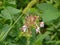 Wildflowers Growing Outdoors