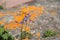 Wildflowers growing by the shore of Lake Superior