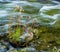 Wildflowers growing in a stream