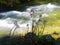 Wildflowers growing in a stream