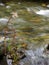 Wildflowers growing in a stream