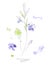 Wildflowers hand drawn watercolor illustration. Rosemary and hop aquarelle paint drawing.