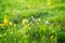 Wildflowers on the hillside