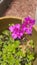 Wildflowers homegrown garden planter pink