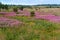 Wildflowers, landscape field in flowers, medicinal plant Ivan tea