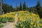 Wildflowers in lassen volcanic national park