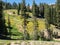 Wildflowers, Lassen Volcanic National Park