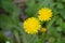 Wildflowers in leaf blur in background