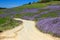 Wildflowers Lupine covering the slopes along an old dirt road