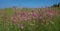 Wildflowers - lychnis flos cuculi