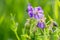 Wildflowers Meadow Cranesbill
