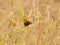 Wildflowers meadow in the field, selective focus, space in the zone blurring.