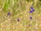 Wildflowers meadow in the field, selective focus, space in the zone blurring.