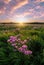 Wildflowers in a meadow over the lake at sunset