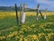 Wildflowers, meadows, old fence, mountains and sky