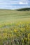 Wildflowers on the Mongolian Steppes