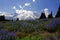 Wildflowers and Mount Rainier