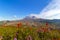 Wildflowers at Mount Saint Helens